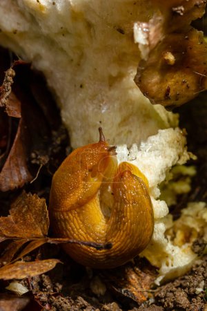 Slug, Dusky Arion, Arion subfuscus, Terrestrial Snail eating a mushroom in the forest.
