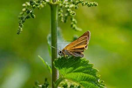 Der Heidekrautschmetterling Melitaea athalia. Schöner Schmetterling auf der Wiese.