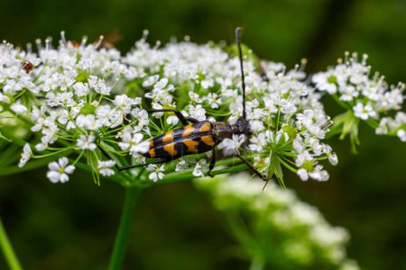 Primer plano sobre un escarabajo de cuerno largo manchado, Leptura maculata sobre la flor blanca de una zanahoria salvaje, Daucus carota.