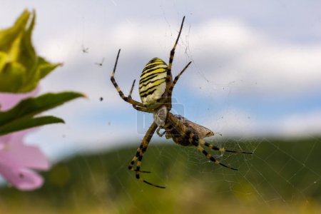 Una araña avispa en una gran red sobre un fondo de hierba verde en un día soleado. Argiope bruennichi.