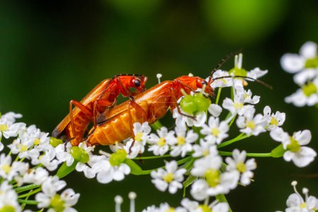 Common red soldier beetle Rhagonycha fulva.