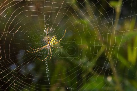 Closeup of exotic striped argiope bruennichi orb web spider sitting on cobweb against blurred background in daytime.