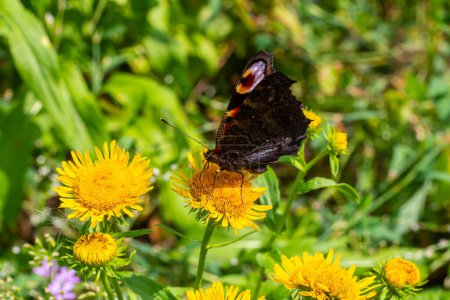 Schmetterling mit großen Flecken auf den Flügeln sitzt auf einer Kornblumenwiese.