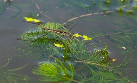 A closeup shot of Gerris lacustris or common pond skater.