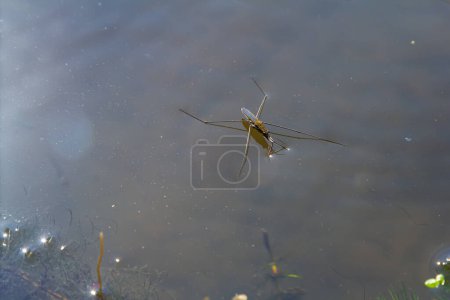 A closeup shot of Gerris lacustris or common pond skater.