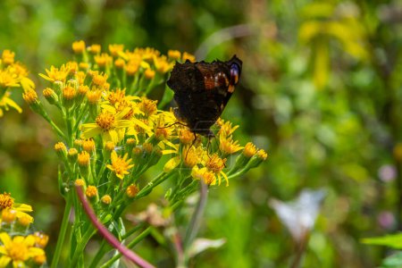 Papillon aglais io avec de grandes taches sur les ailes se trouve sur une prairie de bleuets
.