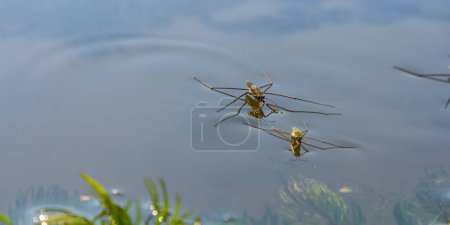 Photo for A closeup shot of Gerris lacustris or common pond skater. - Royalty Free Image