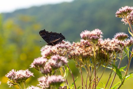 Mariposa aglais io con grandes manchas en las alas se sienta en un prado de aciano
.