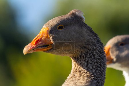 A domestic goose is a goose that humans have domesticated and kept for their meat, eggs, or down feathers. Domestic geese have been derived through selective breeding from the wild greylag goose .