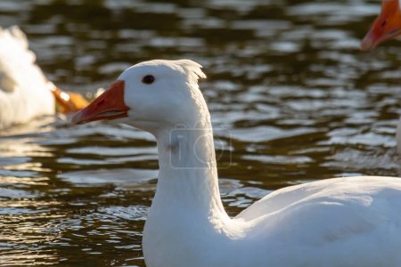 Photo for A domestic goose is a goose that humans have domesticated and kept for their meat, eggs, or down feathers. Domestic geese have been derived through selective breeding from the wild greylag goose . - Royalty Free Image