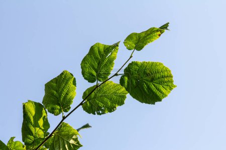 Frisch grüne Haselnussblätter schließen sich im Frühling am Ast des Baumes mit durchscheinenden Strukturen vor verschwommenem Hintergrund an. Natürlicher Hintergrund.