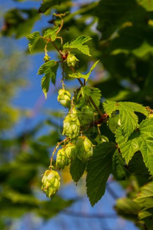 Hop cones grow on the stem of the plant.