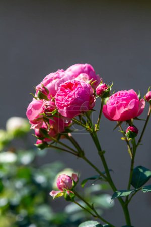 Ranunkel rosa Blüten Nahaufnahme Hintergrund.