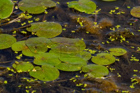 Hydrocharis morsus-ranae, frogbit, is a flowering plant belonging to the genus Hydrocharis in the family Hydrocharitaceae. It is a small floating plant resembling a small water lily.