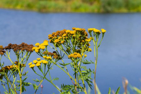 Tansy is a perennial herbaceous flowering plant used in folk medicine.