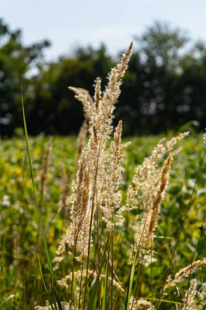 Inflorescence of wood small-reed Calamagrostis epigejos on a meadow.
