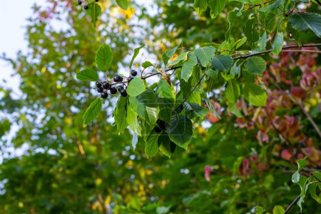 Blätter und Früchte des Heilstrauches Frangula alnus, Rhamnus frangula mit giftigen schwarzen und roten Beeren Nahaufnahme.