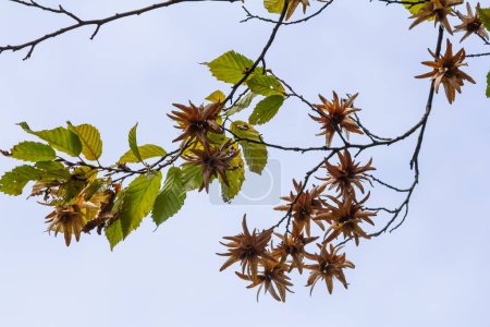 Branche d'un charme Carpinus betulus avec inflorescence pendante et feuilles en automne, foyer sélectionné, profondeur de champ étroite, espace de copie dans le fond flou.