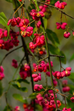 Euonymus europaeus broche commune européenne fruits d'automne à maturation capsulaire, rouge à violet ou rose avec des graines d'orange, feuilles automnales colorées.