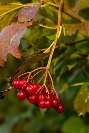 Photo for Red viburnum berries on the branches of a tree in autumn. - Royalty Free Image