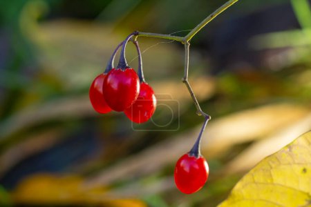 Baies rouges de morelle ligneuse, également connue sous le nom de douce-amère, Solanum dulcamara vu en août.