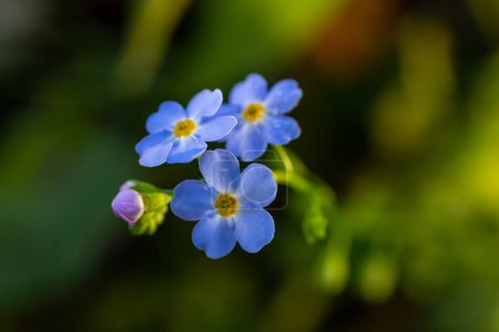 Las flores azules se olvidan de mí-no planta.