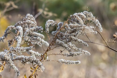 seeds with blow-balls of golden rod - Solidago canadensis wild plant at autumn.
