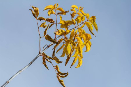 Hojas otoñales de un arce de hoja de fresno Acer negundo en el otoño.