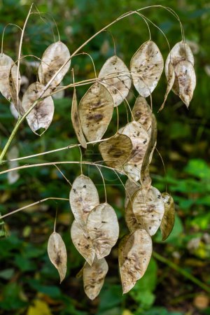 Trockene Silikone von Lunaria bedeckt mit Reim am Herbstmorgen vor verschwommenem Garten. Nahaufnahme. Selektiver Fokus.