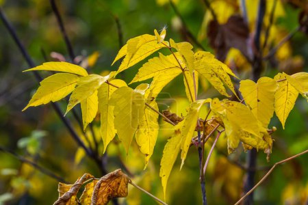 Hojas otoñales de un arce de hoja de fresno Acer negundo en el otoño.