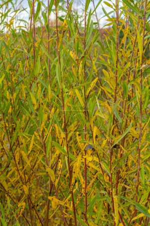 Salix purpurea purple willow ou osier est une espèce d'amphibiens de la famille des Salix. Chaton saule pourpre, Salix purpurea.