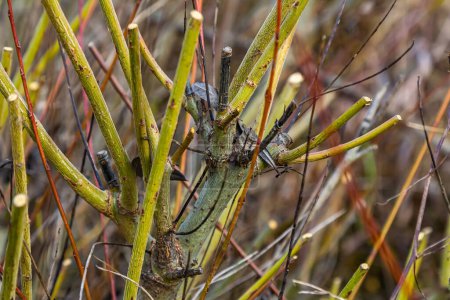 Téléchargez les photos : Salix purpurea purple willow ou osier est une espèce d'amphibiens de la famille des Salix. Chaton saule pourpre, Salix purpurea. - en image libre de droit