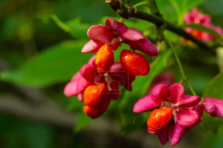 Euonymus europaeus european common spindle capsular ripening autumn fruits, red to purple or pink colors with orange seeds, autumnal colorful leaves.