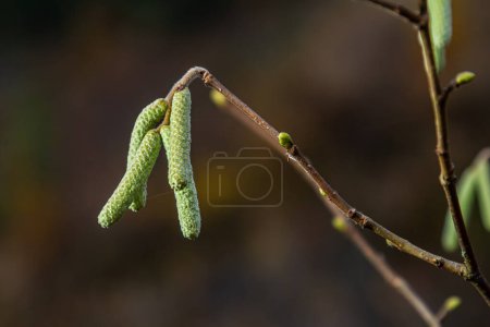 Haselkätzchen im Frühling. Die Haselnussblüten hängen als Frühlingsboten an einem Haselnussstrauch. Haselnuss-Ohrringe an einem Baum vor blauem Herbsthimmel. Grüne männliche Blüten einer gewöhnlichen Hasel .