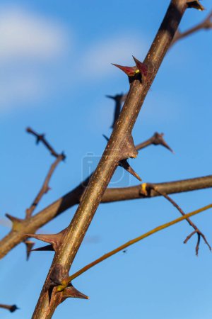 Nahaufnahme einer braunen Samenschale 'Robinia pseudoacacia' vor hellem Hintergrund.
