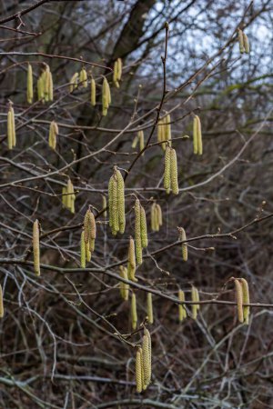 Common hazel Corylus avellana, in the spring blooms in the forest.