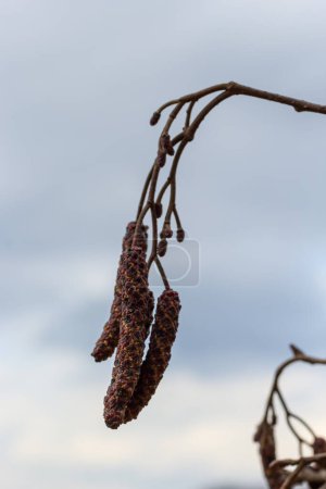 Kleiner Zweig der Schwarzerle Alnus glutinosa mit männlichen Kätzchen und weiblichen roten Blüten. Blühende Erle im Frühling schöner natürlicher Hintergrund mit klaren Ohrringen und verschwommenem Hintergrund.