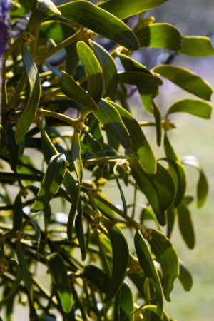 Foto de El muérdago también conocido como viscum es una planta parásita que crece en los árboles. Vista de primer plano del muérdago en el árbol desnudo sobre el fondo azul del cielo. - Imagen libre de derechos