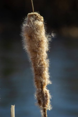 Cattails bulrush Typha latifolia junto al río. Primer plano de las colas florecientes durante el fondo nevado de principios de primavera. Flores y cabezas de semillas de colza esponjosa.