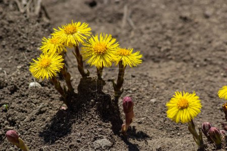 Tussilago farfara, commonly known as coltsfoot is a plant in the groundsel tribe in the daisy family Asteraceae. Flowers of a plant on a spring sunny day.