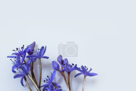 Diseño de flores - borde floral hecho de Scilla bifolia escama de dos hojas o escama alpina aislada sobre fondo blanco con espacio para texto. Decoración de primavera.