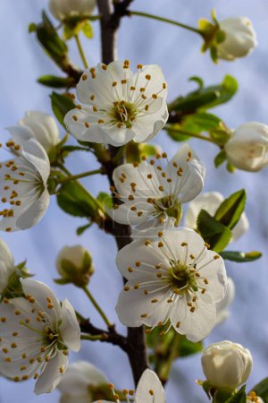 Enfoque selectivo de hermosas ramas de flores de ciruela en el árbol bajo el cielo azul, hermosas flores Sakura durante la temporada de primavera en el parque, textura del patrón floral, fondo de la naturaleza.