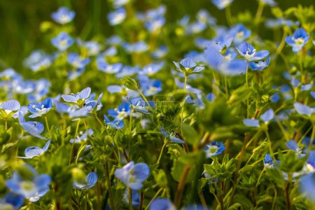 Blaue Blüten Veronica chamaedrys hautnah auf einer Wiese bei sonnigem Wetter.