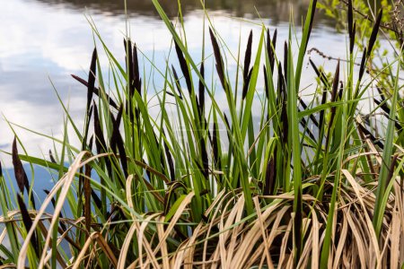 Carex acuta - wächst am Rande von Flüssen und Seen in den terrestrischen Ökosystemen der Paläarktis in feuchten, alkalischen oder leicht sauren Böden mit mineralischen Böden.