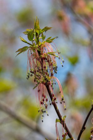 L'érable à feuilles de frêne Acer negundo fleurit au début du printemps, le jour ensoleillé et l'environnement naturel, fond flou.