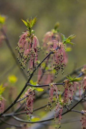 Der Eschenblättrige Ahorn Acer negundo blüht im zeitigen Frühling, sonnigem Tag und natürlicher Umgebung, verschwommener Hintergrund.