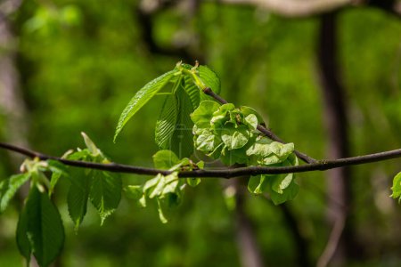 Hoja de carpe al sol. Rama de árbol de carpe con hojas verdes frescas. Hermoso fondo verde natural. Hojas de primavera.