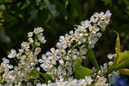 Bird cherry in bloom, spring nature background. White flowers on green branches. Prunus padus, known as hackberry, hagberry, or Mayday tree, is a flowering plant in the rose family Rosaceae.
