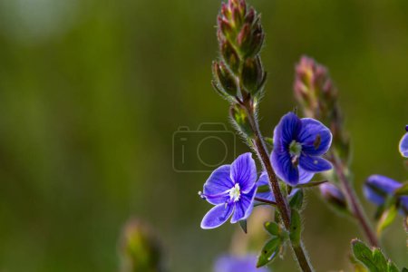 Gros plan sur les brillantes fleurs bleues de Speedwell, Veronica chamaedrys poussant au printemps dans un pré, journée ensoleillée, environnement naturel.