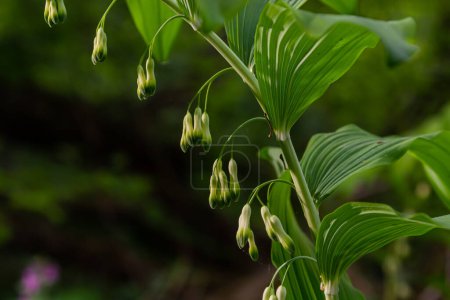 Polygonatum multiflorum, das Salomonsiegel, die Davidharfe, die Himmelsleiter oder das eurasische Salomonsiegel, ist eine blühende Pflanze aus der Familie der Spargelgewächse..